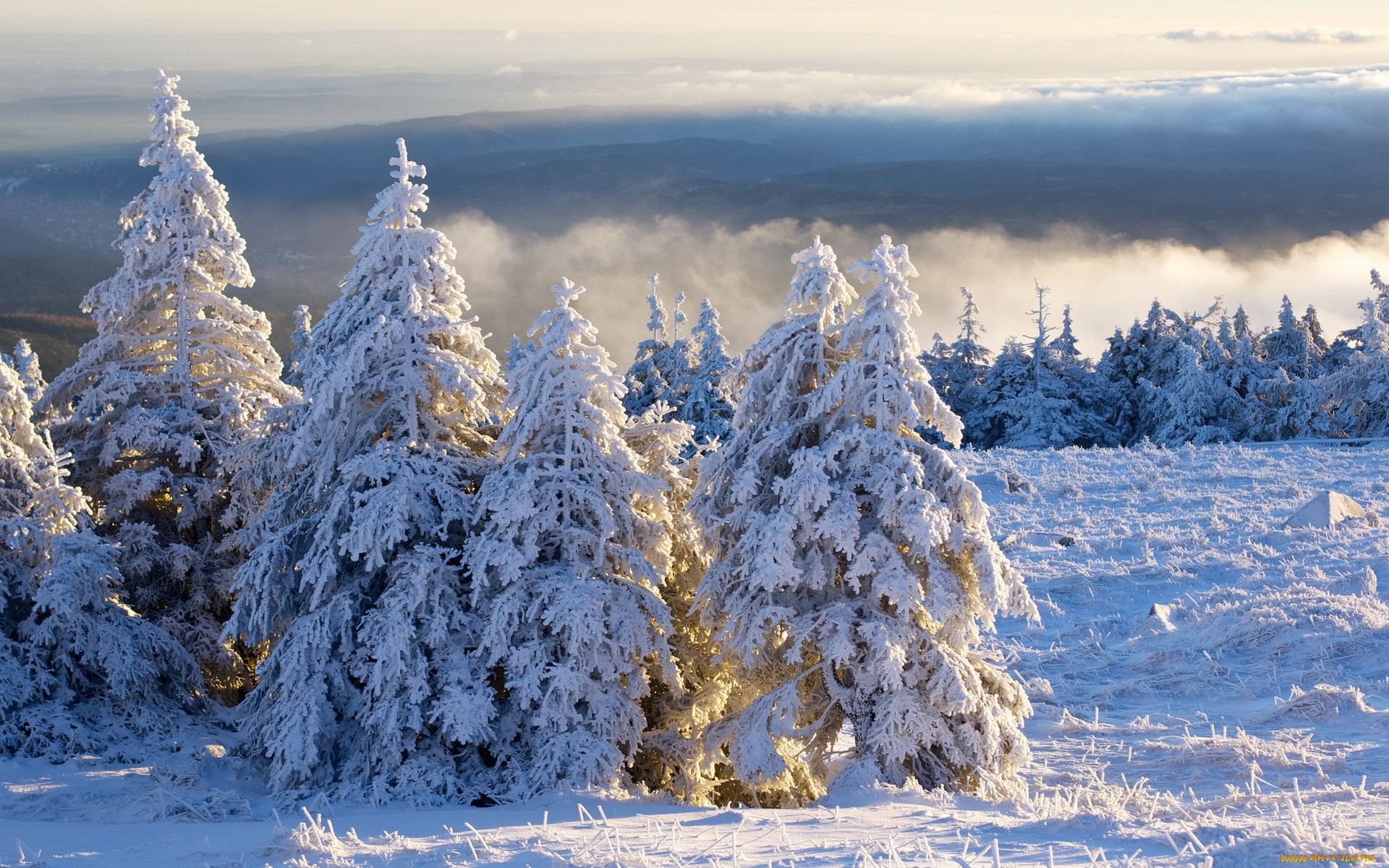 , , tanne, schnee, brocken, harz, morgen, wolken, winter